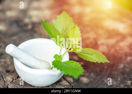 Lamium album, white nettle or white dead-nettle in laboratory mortar porcelain with pestle for preparation of tincture of medicinal herbs. Alternative Stock Photo
