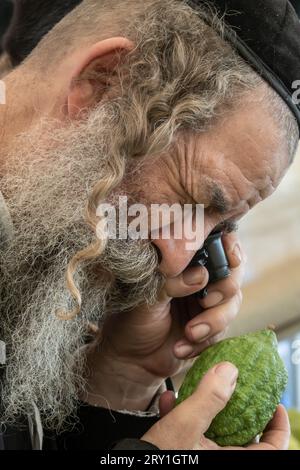 Jerusalem, Israel. 28th September, 2023. Jewish religious men meticulously inspect an etrog, the fruit of a citron tree and one of the 'Four Species' as ordered in Leviticus 23:40, near Shuk Mahane Yehuda Market. Any slight imperfection invalidates the fruit. Preparations are underway for Sukkot, the Jewish Feast of Tabernacles. Credit: Nir Alon/Alamy Live News. Stock Photo