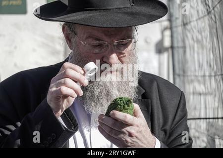 Jerusalem, Israel. 28th September, 2023. Jewish religious men meticulously inspect an etrog, the fruit of a citron tree and one of the 'Four Species' as ordered in Leviticus 23:40, near Shuk Mahane Yehuda Market. Any slight imperfection invalidates the fruit. Preparations are underway for Sukkot, the Jewish Feast of Tabernacles. Credit: Nir Alon/Alamy Live News. Stock Photo