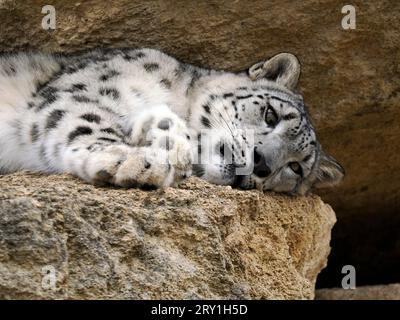 Closeup of now leopard (Panthera uncia), also known as the ounce, lying on rock Stock Photo