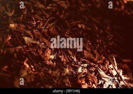 autumn leave on forest ground .. Stock Photo