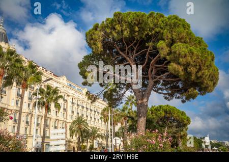 Aleppo pine (Pinus halepensis) trees outside the luxury Carlton Hotel in Cannes, France. One of the most iconic hotels on the French Riviera, it has h Stock Photo