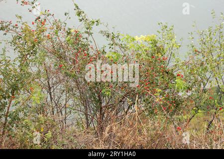 Ripe red briars are hanging on branches in autumn on tree Stock Photo