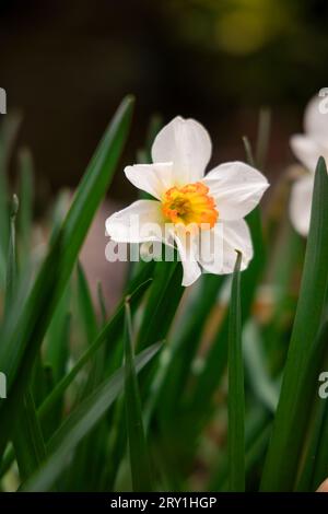 white narcissus of spring flower in the garden. Stock Photo