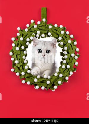 Adorable silver shaded British Shorthair cat kitten, sitting with head throught green christmas wrath. Looking towards camera. Isolated on a solid red Stock Photo