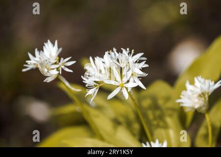 White wild garlic flowers. Flowering plant close-up. Stock Photo
