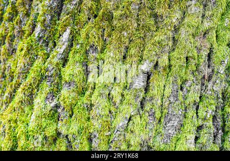 Tree bark with green moss closeup. Stock Photo