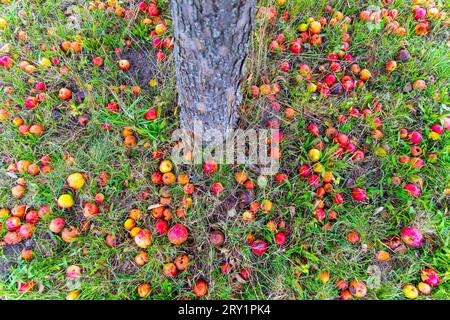 Apples on the ground Stock Photo