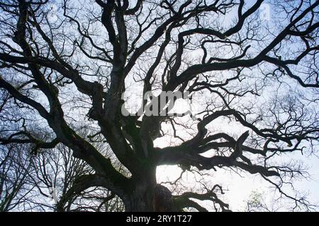 France, Plechatel, 35, Breslon oak. Stock Photo