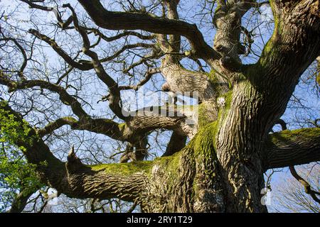 France, Plechatel, 35, Breslon oak. Stock Photo