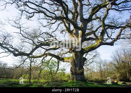 France, Plechatel, 35, Breslon oak. Stock Photo