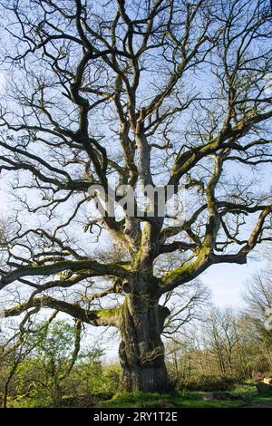 France, Plechatel, 35, Breslon oak. Stock Photo