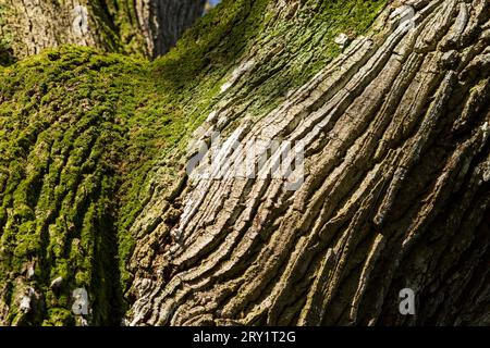 France, Plechatel, 35, close-up on the bark of the Breslon oak. Stock Photo
