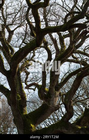 France, Plechatel, 35, close-up on the bark of the Breslon oak. Stock Photo