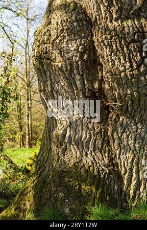 France, Plechatel, 35, Breslon oak trunk, close-up on the bark. Stock Photo
