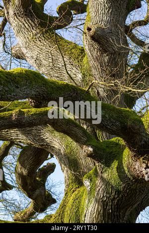 France, Plechatel, 35, Breslon oak. Stock Photo