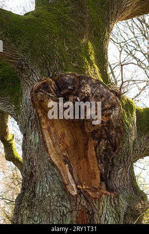 France, Plechatel, 35, trunk of the Breslon oak, where a main branch 90 cm in diameter fell infested by the greater capricorn. Stock Photo