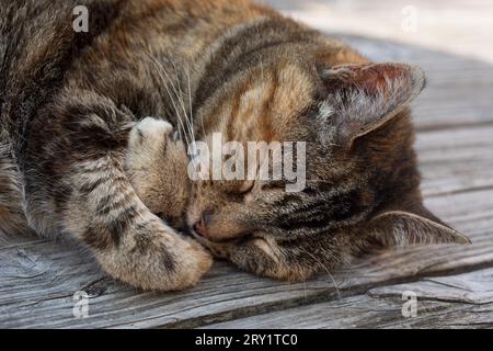 Close-up of the head and front legs of a sleeping "tortoiseshell" female cat Stock Photo