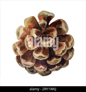 Watercolor pine cone for decoration. Hand drawn watercolor illustration botanical, vector illustration Stock Vector