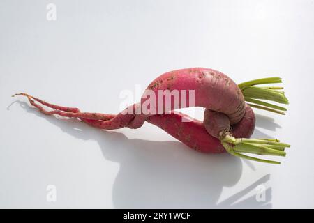 Close-up of two intertwined Japanese radishes. Stock Photo