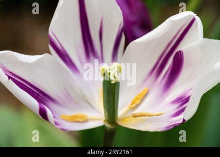 A variegated purple and white tulip flower with missing petals showing the pistil and stamen Stock Photo