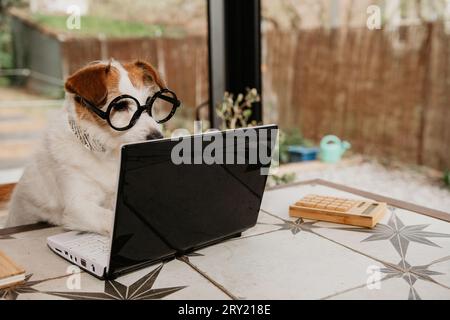 Puppy dog working using computer laptop on a pet friendly hotel Stock Photo
