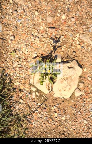 Daisies  growing in a crack of a rock in a dirt path seen from above Stock Photo