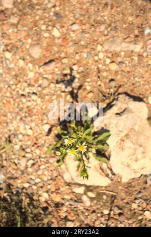 Daisies  growing in a crack of a rock in a dirt path seen from above Stock Photo