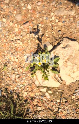 Daisies  growing in a crack of a rock in a dirt path seen from above Stock Photo