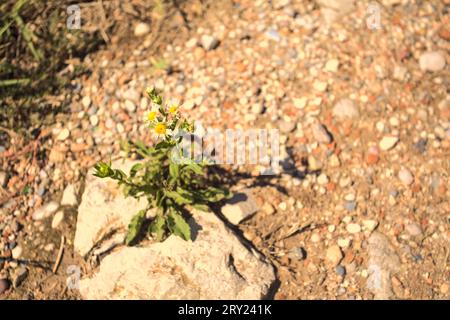 Daisies  growing in a crack of a rock in a dirt path seen from above Stock Photo