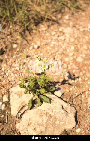 Daisies  growing in a crack of a rock in a dirt path seen from above Stock Photo
