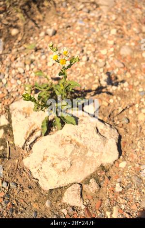 Daisies  growing in a crack of a rock in a dirt path seen from above Stock Photo