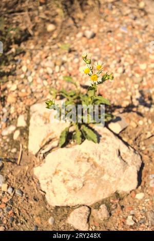 Daisies  growing in a crack of a rock in a dirt path seen from above Stock Photo