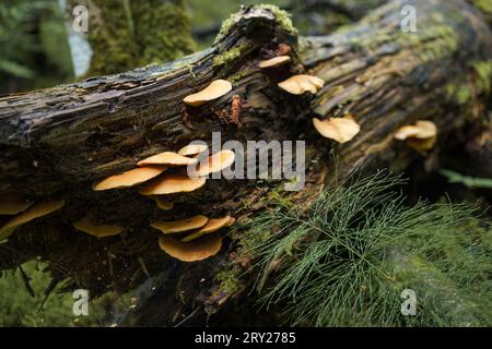 Group of yellow mushrooms (Phyllotopsis nidulans) growing on a fallen tree Stock Photo