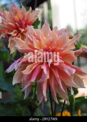 Close up of slightly weathered Dahlia 'Labyrinth' flowers in a British garden after rain showing their pink and orange streaked petals Stock Photo