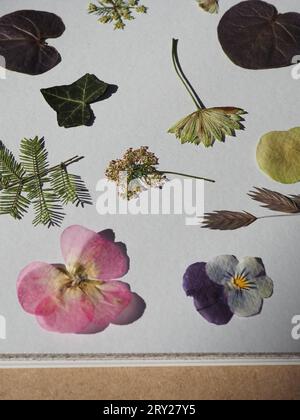 Close up of a selection of dried pressed flowers in a flower press including viola, ivy leaf, wild carrot and astrantia, a popular garden craft Stock Photo