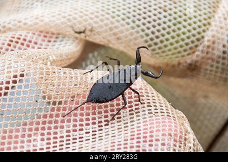 Water scorpion (Nepa cinerea), a predatory aquatic bug with a long tail, pond dipping, Hampshire, England, UK Stock Photo
