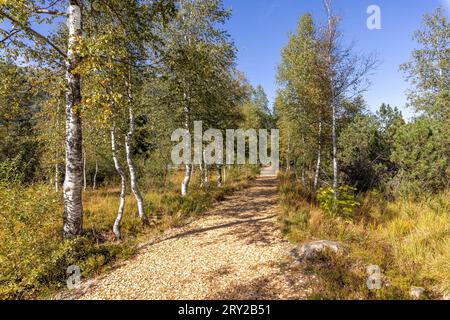 Sonniges Herbstwetter in Bayern Die Sonne scheint über der Birkenallee am Kematsrieder Hochmoor bei Bad Hindelang-Oberjoch., Bad Hindelang Deutschland *** Sunny autumn weather in Bavaria The sun shines over the birch avenue at Kematsrieder Hochmoor near Bad Hindelang Oberjoch, Bad Hindelang Germany Credit: Imago/Alamy Live News Stock Photo