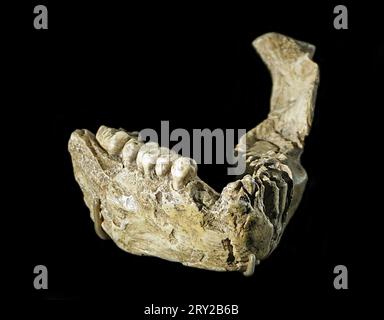 Lower jaw from  Australopithecus afarensis.Lucy.3.2.million year old skeleton excavated in Ethiopia.One of the first hominins to walk truly upright.Hadar. Stock Photo