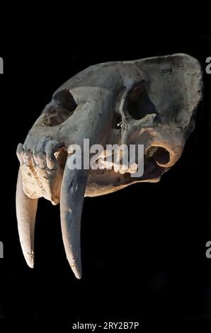 Sabre toothed Cat.Smilodon fatalis.Middle - Late Pleistocene,1.6 million-10.000 years ago.(Known as the Saber toothed tiger) Stock Photo