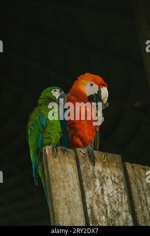 Pair of green and red macaw parrots sitting on wooden fence on black background Stock Photo