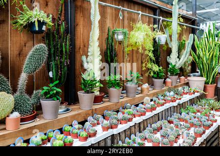 Nice combination of various desert plants in greenhouse with potted thorny cactus and succulents green leave plants arranged in rows on wooden surface Stock Photo