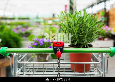 Trolley of greenhouse with purple flowers green leaves potted plant and potted green leaves rosemary herbal plant Stock Photo