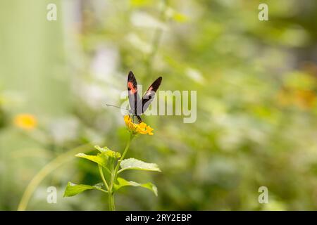 Black butterfly with orange patches sitting on yellow flower over blurred background in nature Stock Photo