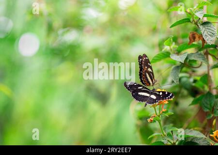 High angle of black butterflies with colorful patches sitting on yellow flower against blurred background Stock Photo