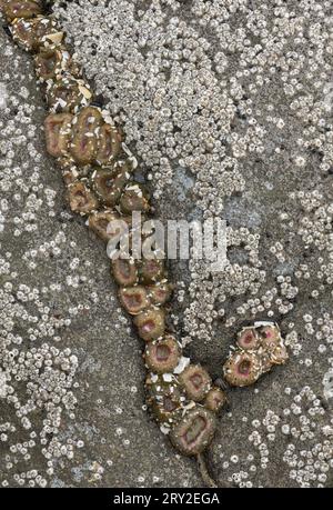 Low tide exposes a variety of sea life including sea stars, giant green