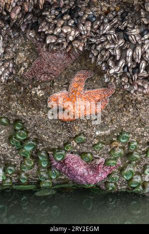 Low tide exposes a variety of sea life including sea stars, giant green anemones, and goose barnacles; Ruby Beach, Olympic National Park, Washington c Stock Photo