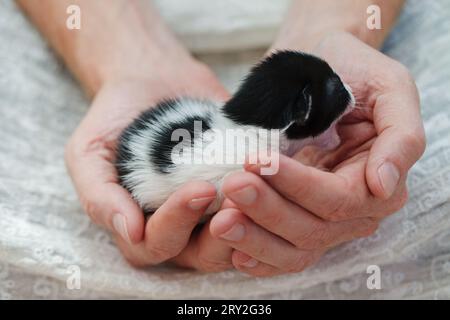 Newborn kitten is lying on human hands on white background Stock Photo