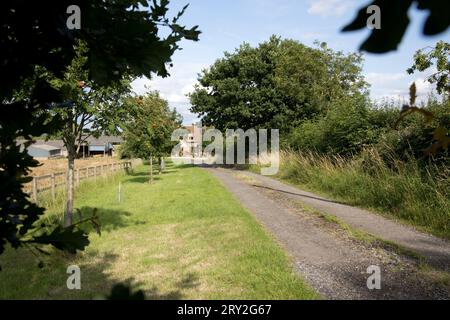 Trees planted alongside entrance drive to ecohouse Colemans Hill Farm UK Stock Photo