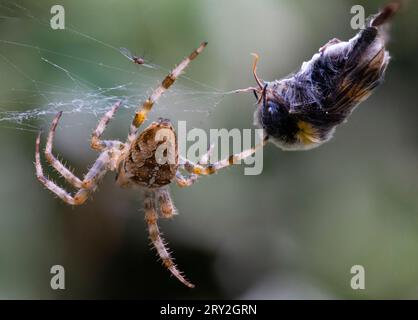 Finishing Off the Spider's Web